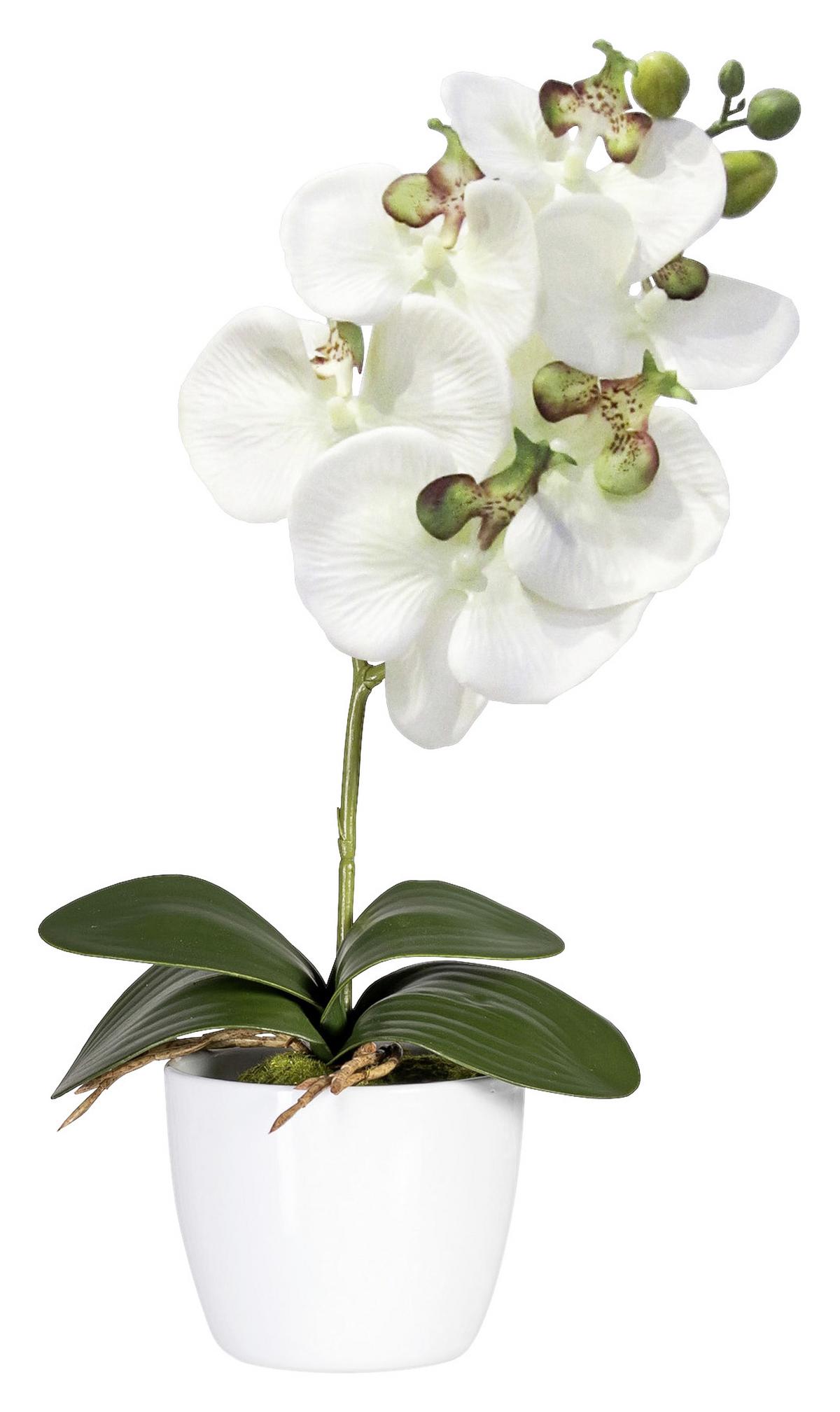 Kunstpflanze Orchidee Bunt L: 40 cm Im Topf, Sofie - Lila/Multicolor, Natur, Kunststoff (40cm)