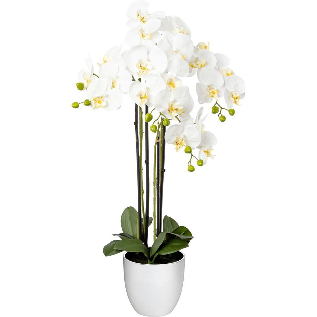 Phalaenopsis, 4 Triebe weiss/Grün, im Topf