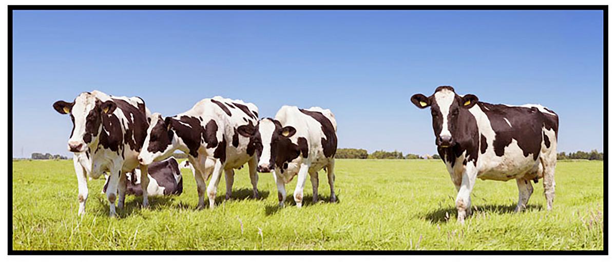 Leinwandbild Lisl - Multicolor/Schwarz, KONVENTIONELL, Holzwerkstoff/Kunststoff (120/50/2,8cm) - Luca Bessoni