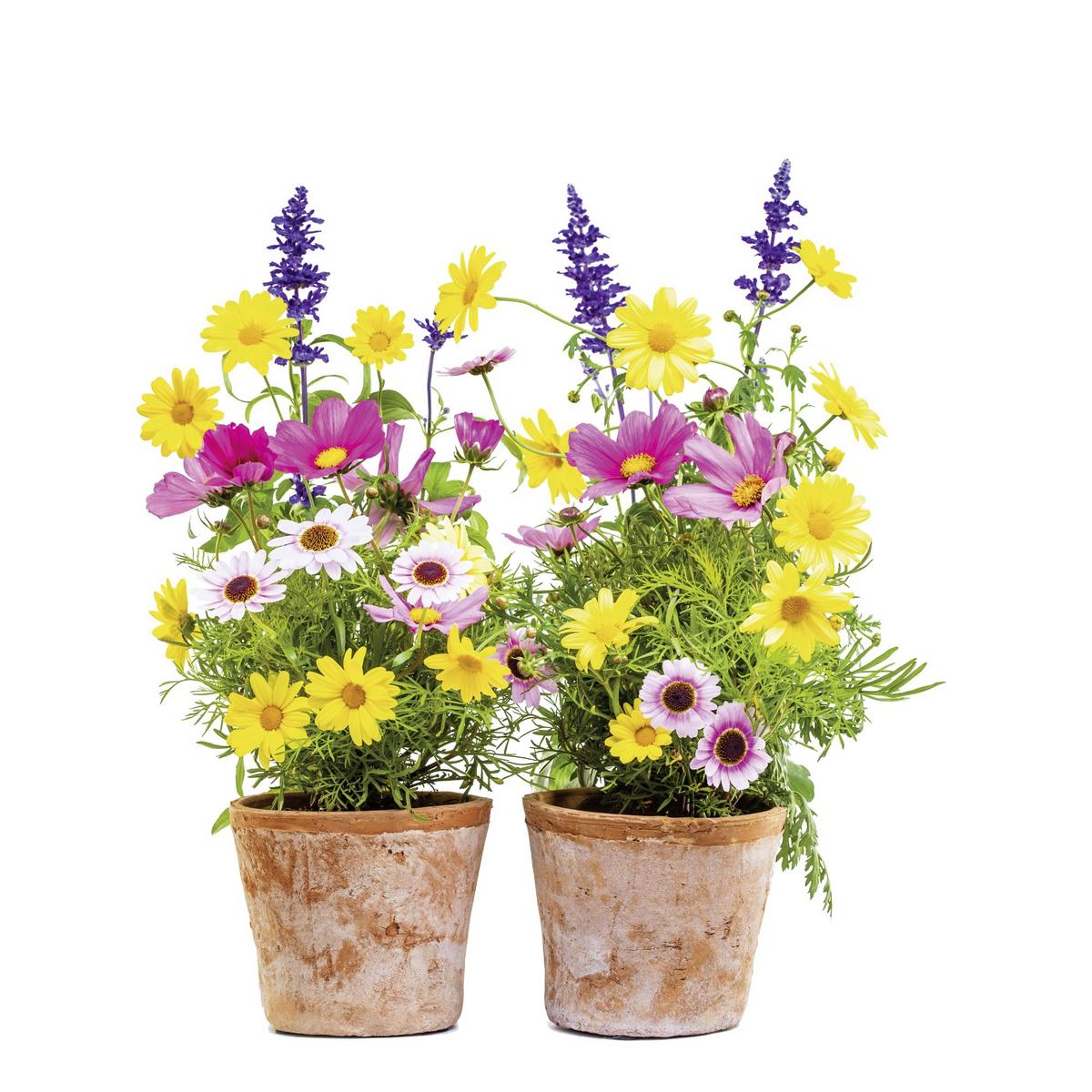 Fensterbild Springtime - Multicolor, Natur, Kunststoff (31/31cm) - Komar