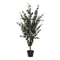KUNSTPFLANZE Eucalyptus Grün B: 46 cm - Grün, Design (46/120/36cm)
