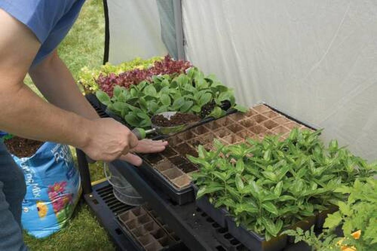 Gewächshaus Foliengewächshaus - Weiß/Grün, Basics, Kunststoff (180/200/240cm)