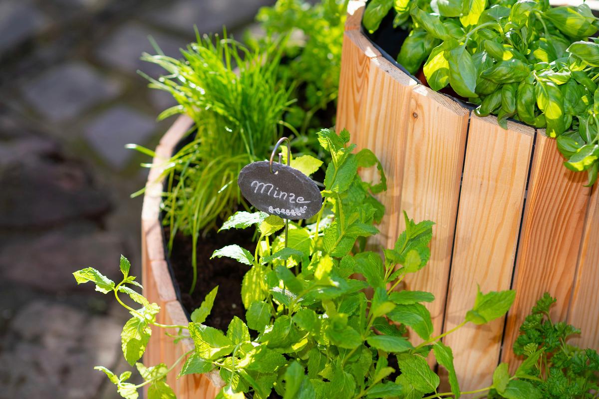 Hochbeet Echtholz Lärche Kräuterschnecke 55x74x55 cm - Lärchefarben, Basics, Holz (55/74cm)