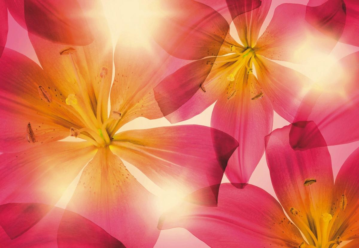 Fototapete 8-928 - Pink/Gelb, Natur, Papier (368/254cm)