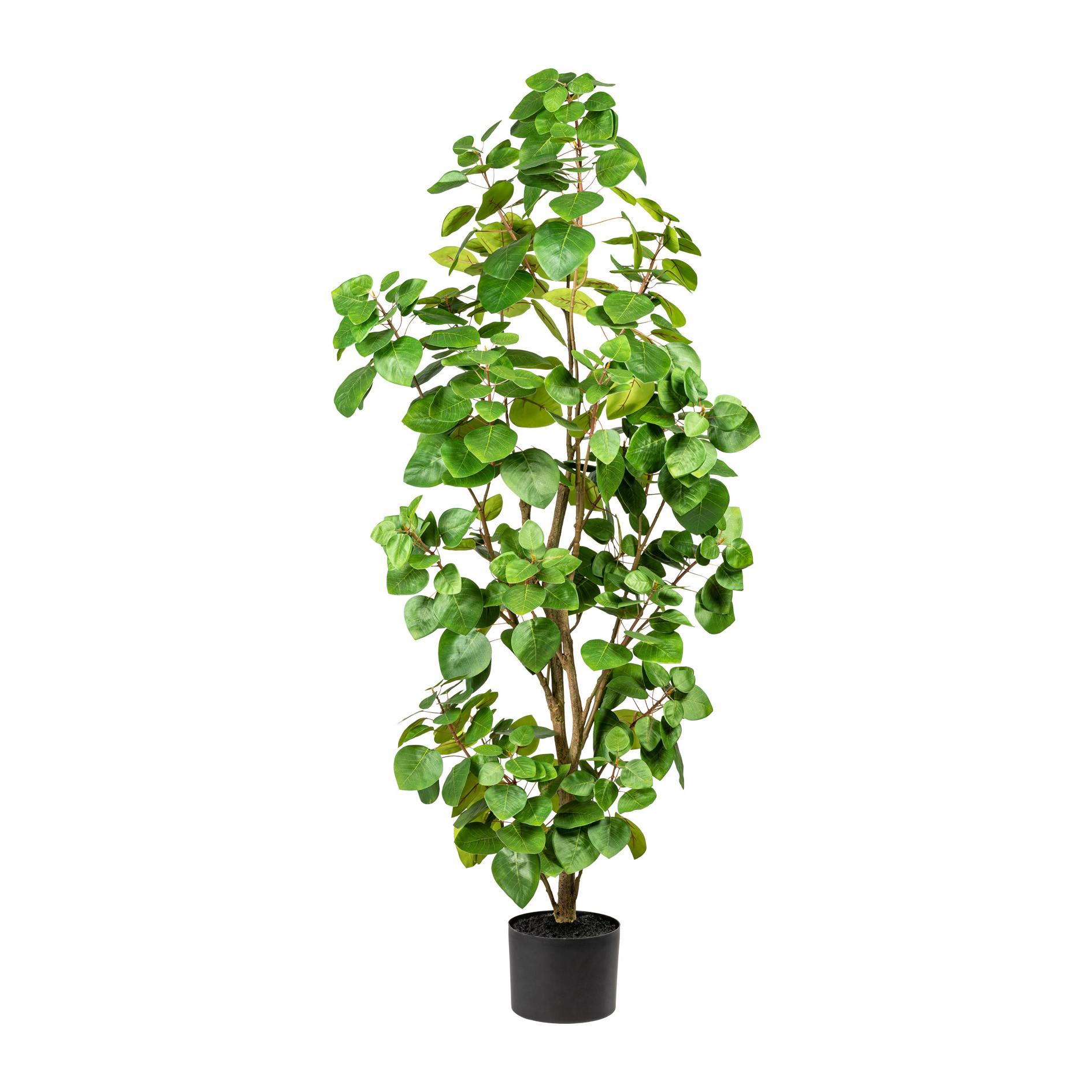 Kunstpflanze Eukalyptus H: 120 cm - Schwarz/Braun, Design, Kunststoff (120cm) - P & B