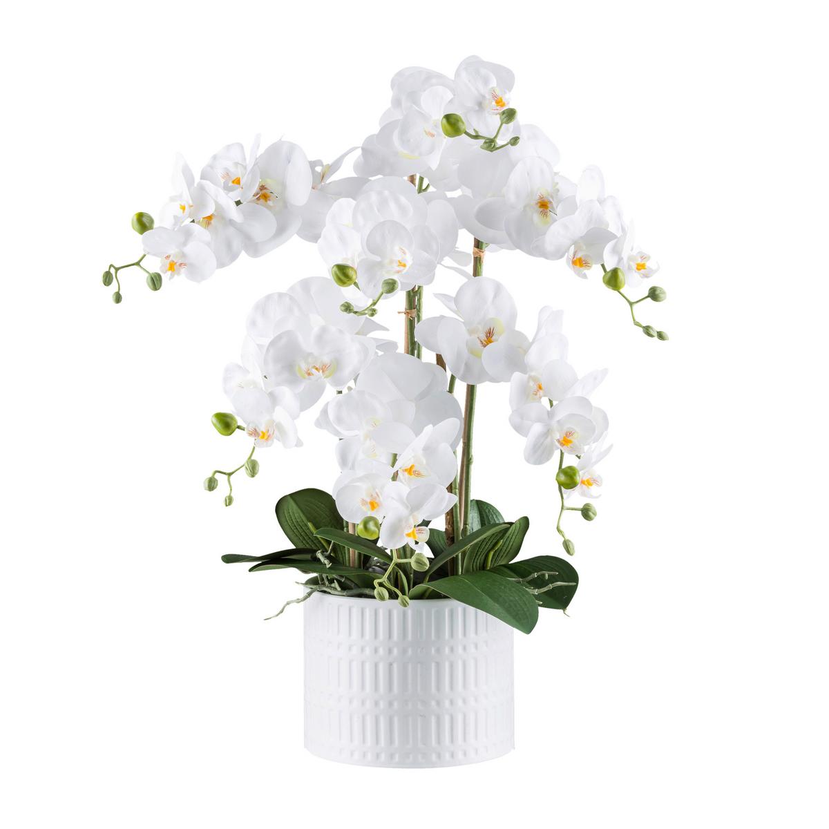 Kunstpflanze Orchideen Grün/Weiß, 60 cm - Weiß/Grün, Design, Keramik/Kunststoff (60cm) - P & B