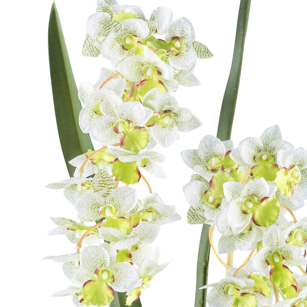 Kunstpflanze Orchideen Weiß/Hellgrün, 80 cm - Schwarz/Weiß, Design, Kunststoff (80cm) - P & B