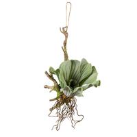 Kunstpflanze Sukkulente Grün L: 28 cm Ronny - Braun/Grün, Natur, Kunststoff (28cm)