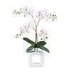Kunstpflanze Orchideen Grün/Rot/Weiß, 42 cm - Rot/Weiß, Design, Keramik/Kunststoff (42cm) - P & B