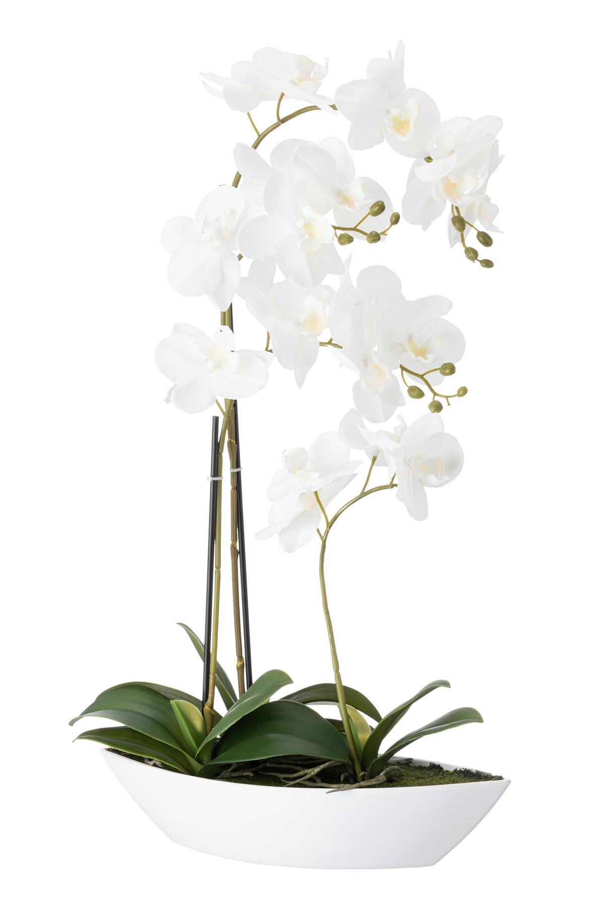 Orchidee Birgit - Weiß/Grün, KONVENTIONELL, Kunststoff/Textil (33/12/60cm) - Luca Bessoni