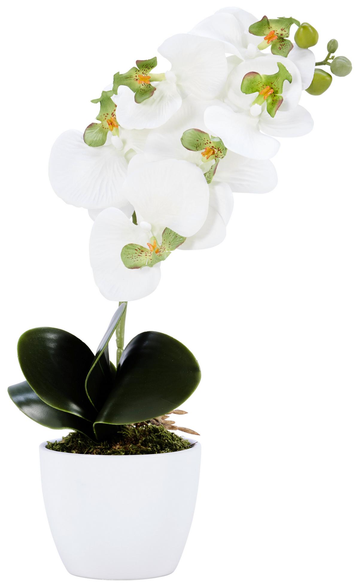 Kunstpflanze Orchidee Bunt H: 40 Cm Im Topf, Sofie - Lila/Weiß, KONVENTIONELL, Keramik/Kunststoff (40cm)