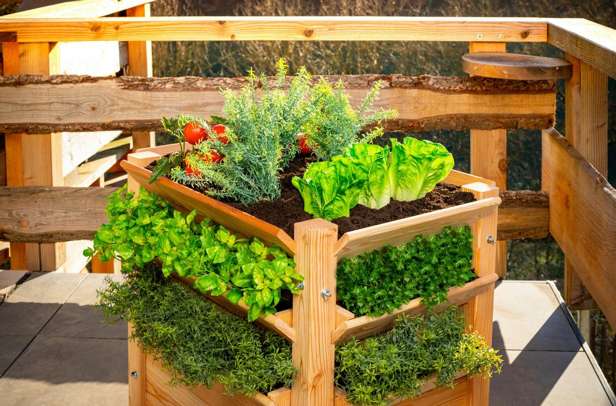 Hochbeet Echtholz Lärche 65x73x65 cm - Lärchefarben, Basics, Holz (65/73/65cm)