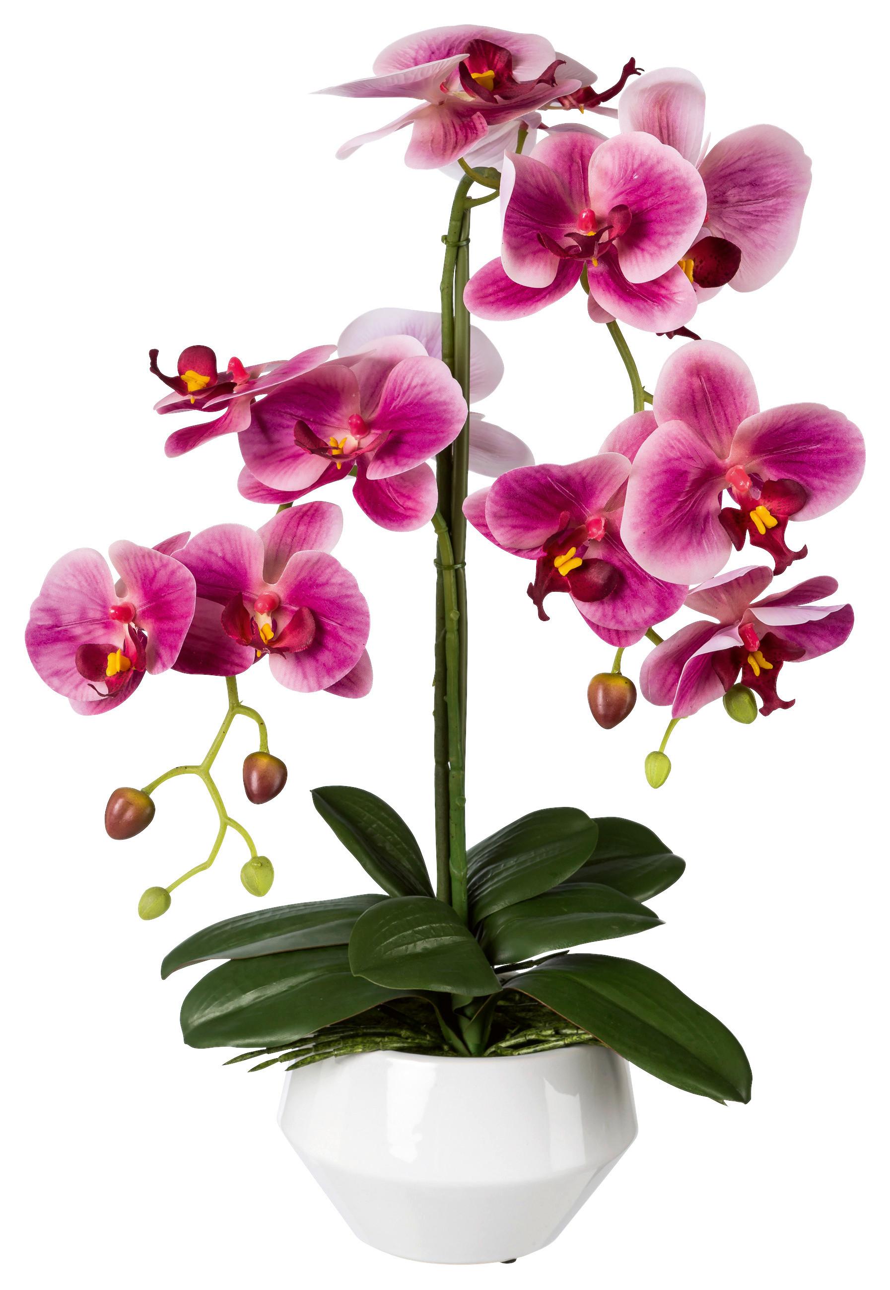 Kunstpflanze Orchideen Dunkelrosa, inkl.topf, H:52 cm - Dunkelrosa/Schwarz, Design, Keramik/Kunststoff (52cm) - P & B