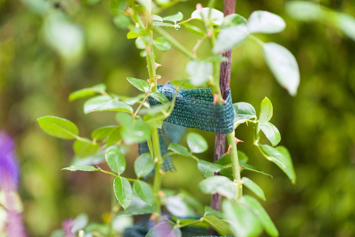 Baumanbinder, 50 M Grün - Grün, Basics, Kunststoff (3/5000cm) - Windhager