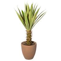 Kunstpflanze Sukkulenten 75 Cm Braun/creme/grün/naturfarben - Creme/Braun, Design, Keramik/Kunststoff (75cm) - P & B