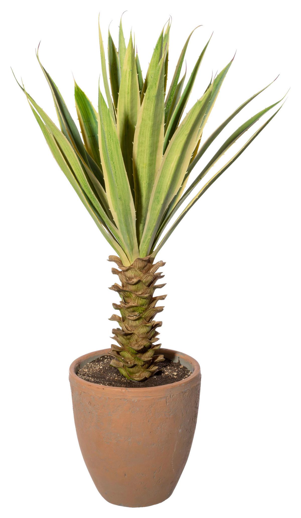 Kunstpflanze Sukkulenten 75 Cm Braun/creme/grün/naturfarben - Creme/Braun, Design, Keramik/Kunststoff (75cm) - P & B