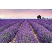Vliestapete Provence - Lila/Multicolor, Basics (400/260cm) - Komar