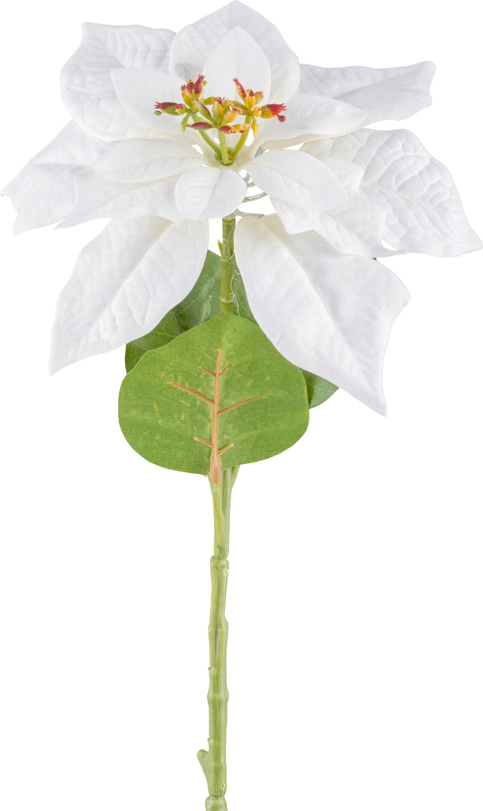 Kunstpflanze Poinsettia - Weiß/Grün, KONVENTIONELL, Kunststoff (60cm)