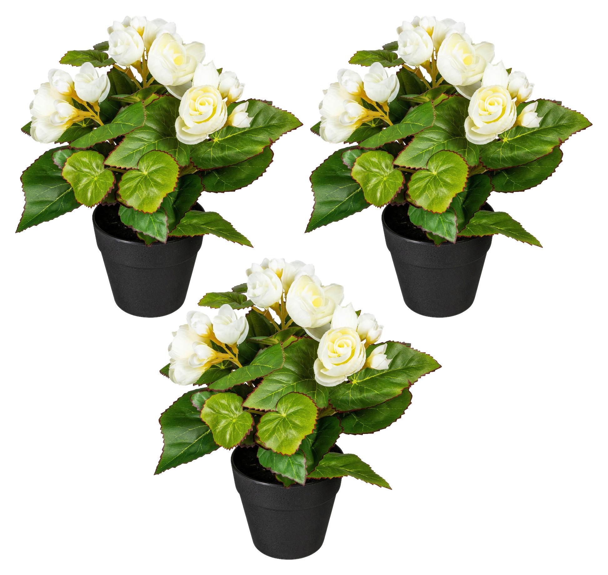 Kunstpflanze Begonien inkl. Topf D: 8 cm - Creme/Schwarz, Design, Kunststoff (24cm) - P & B