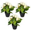 Kunstpflanze Begonien inkl. Topf D: 8 cm - Creme/Schwarz, Design, Kunststoff (24cm) - P & B