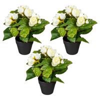 Kunstpflanze Begonien inkl. Topf D: 8 cm - Creme/Schwarz, Design, Kunststoff (24cm) - P & B