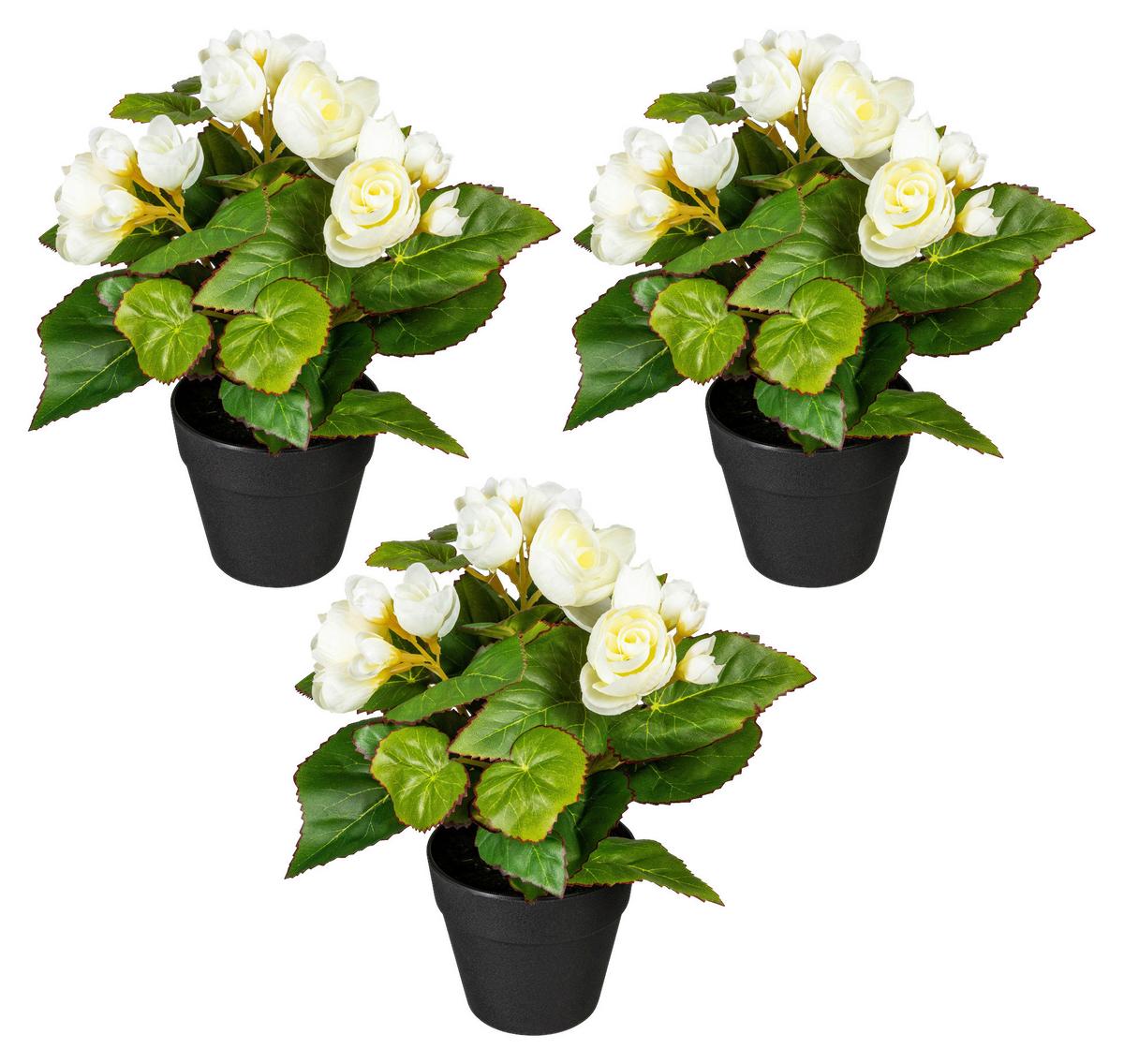 Kunstpflanze Begonien inkl. Topf D: 8 cm - Creme/Schwarz, Design, Kunststoff (24cm) - P & B