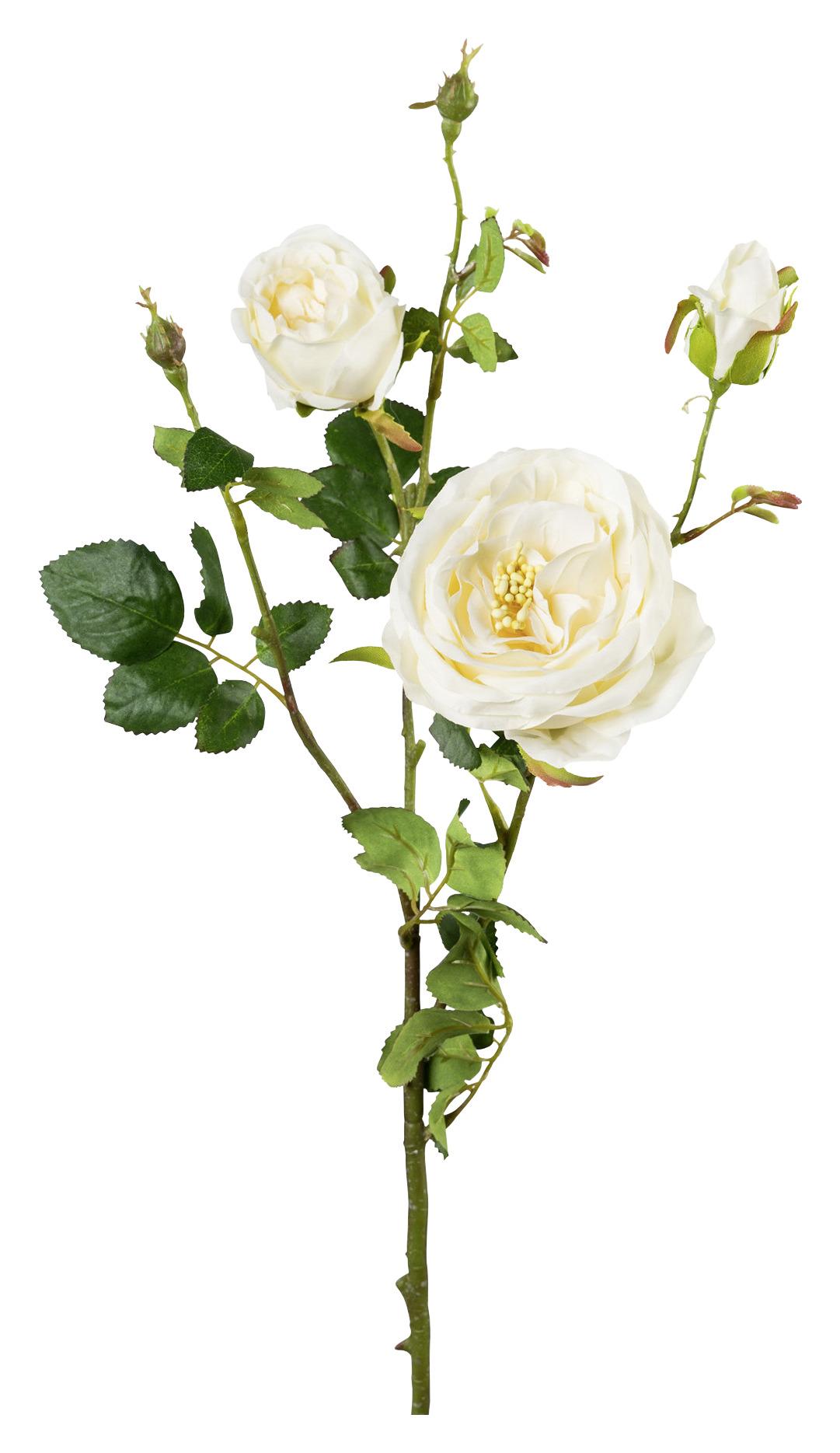 Rosenzweig mit cremefarbenen Blüten