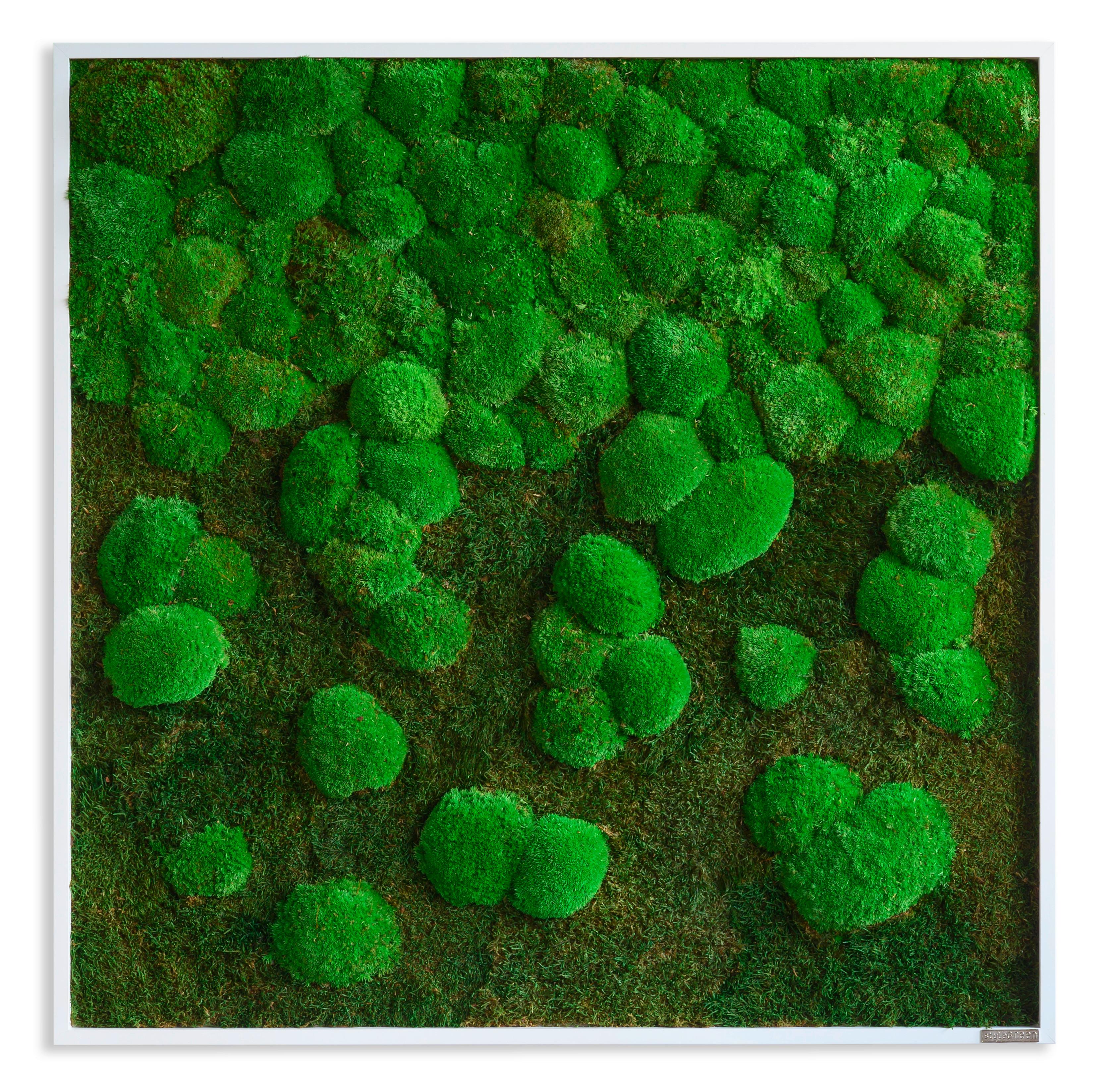 Moosbild Grün B: 80 Cm - Weiß/Grün, Basics, Naturmaterialien/Holz (80/80/7cm)