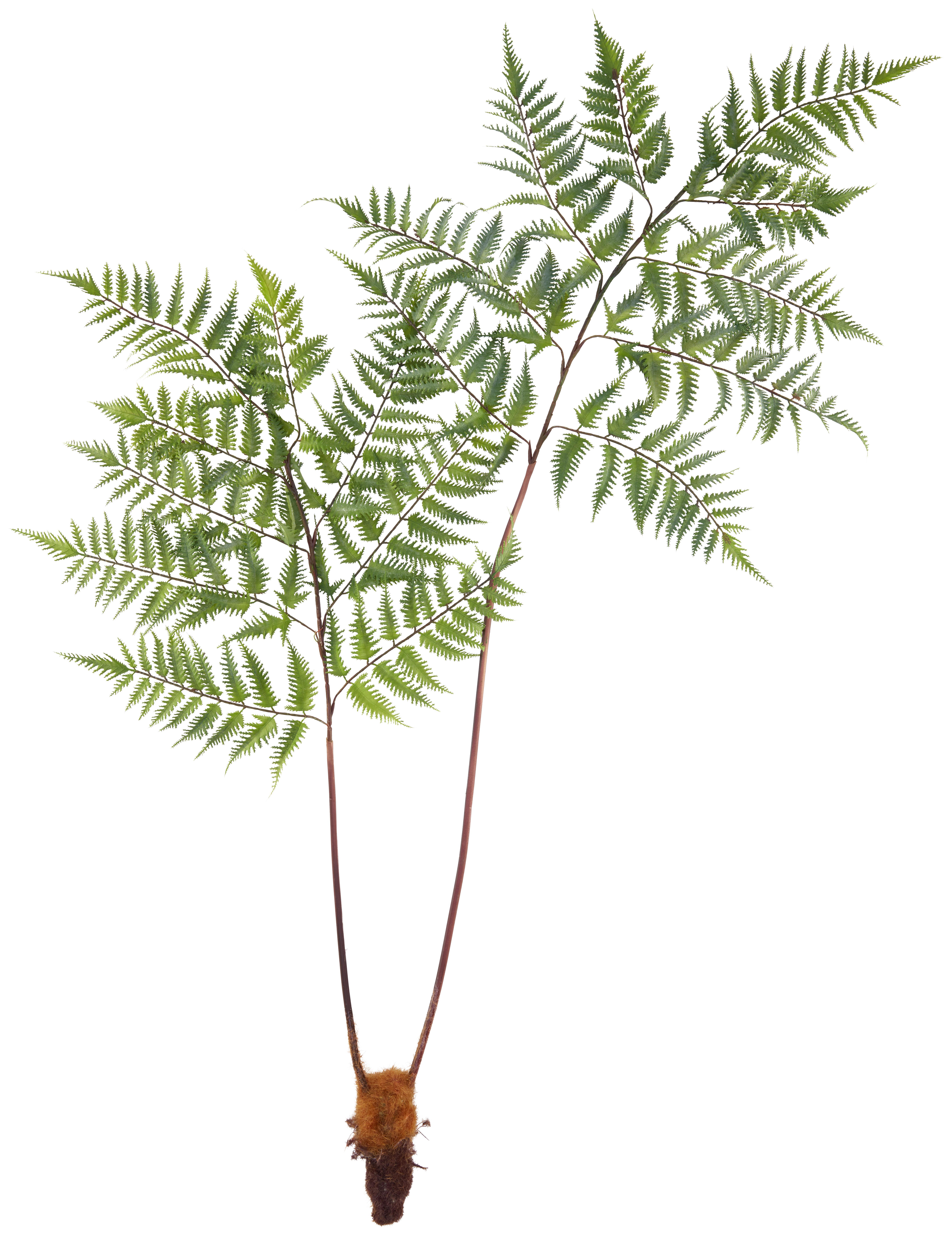 Umělá rostlina Dyropteris, V: 150cm - zelená/hnědá, Basics, plast (150cm) - Modern Living