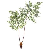 Umělá rostlina Dyropteris, V: 150cm - zelená/hnědá, Basics, plast (150cm) - Modern Living