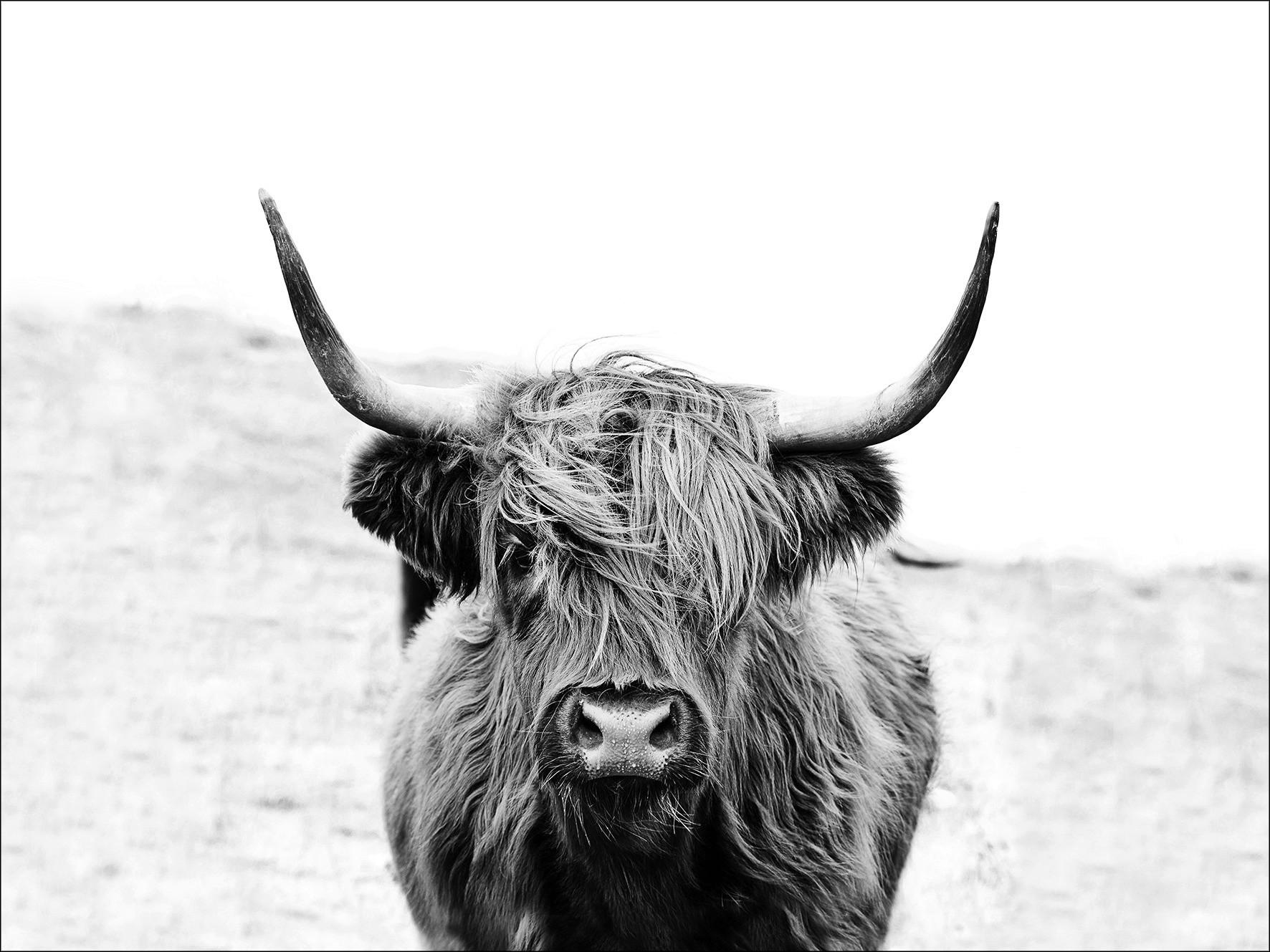 Keilrahmenbild Scott Highland Cattle II - Grau, Basics, Papier/Holzwerkstoff (116/84/2,4cm) Keilrahmenbild Scott Highland Cattle II - Grau, Basics, Papier/Holzwerkstoff (116/84/2,4cm)