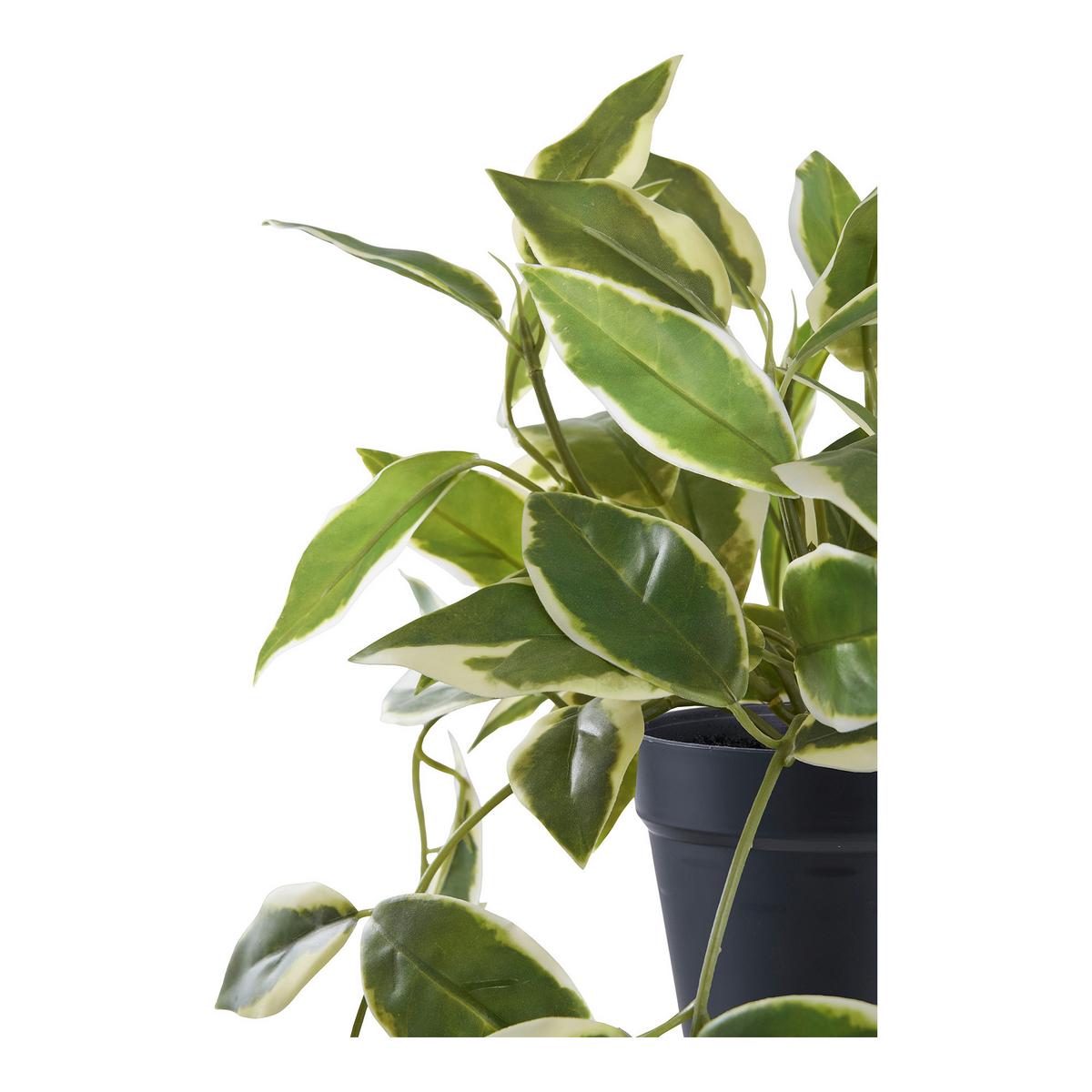 Kunstpflanze Hoya Grün B: 25,5 cm - Grün, Design (25.5/33/25.5cm)