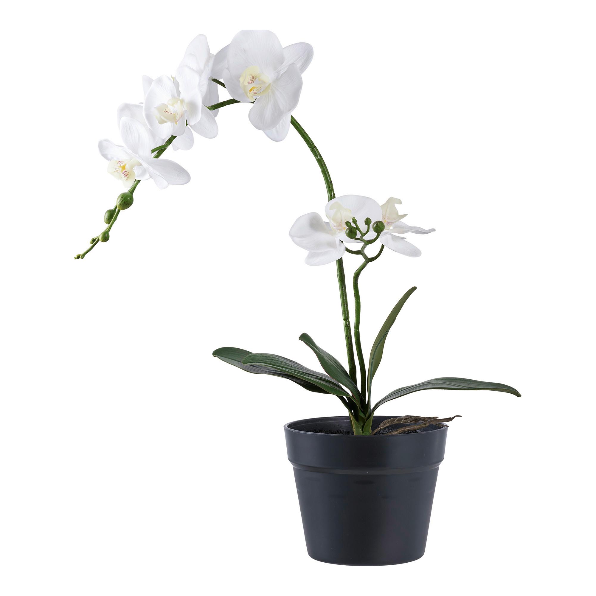 Kunstpflanze Orchid Weiß B: 21 Cm - Weiß, Design (21/47/34cm)