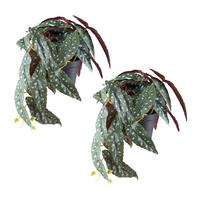 Kunstpflanze, Grün, Rot Weiß, inkl. Topf, H: 24 cm - Rot/Schwarz, Design, Kunststoff (24cm) - P & B