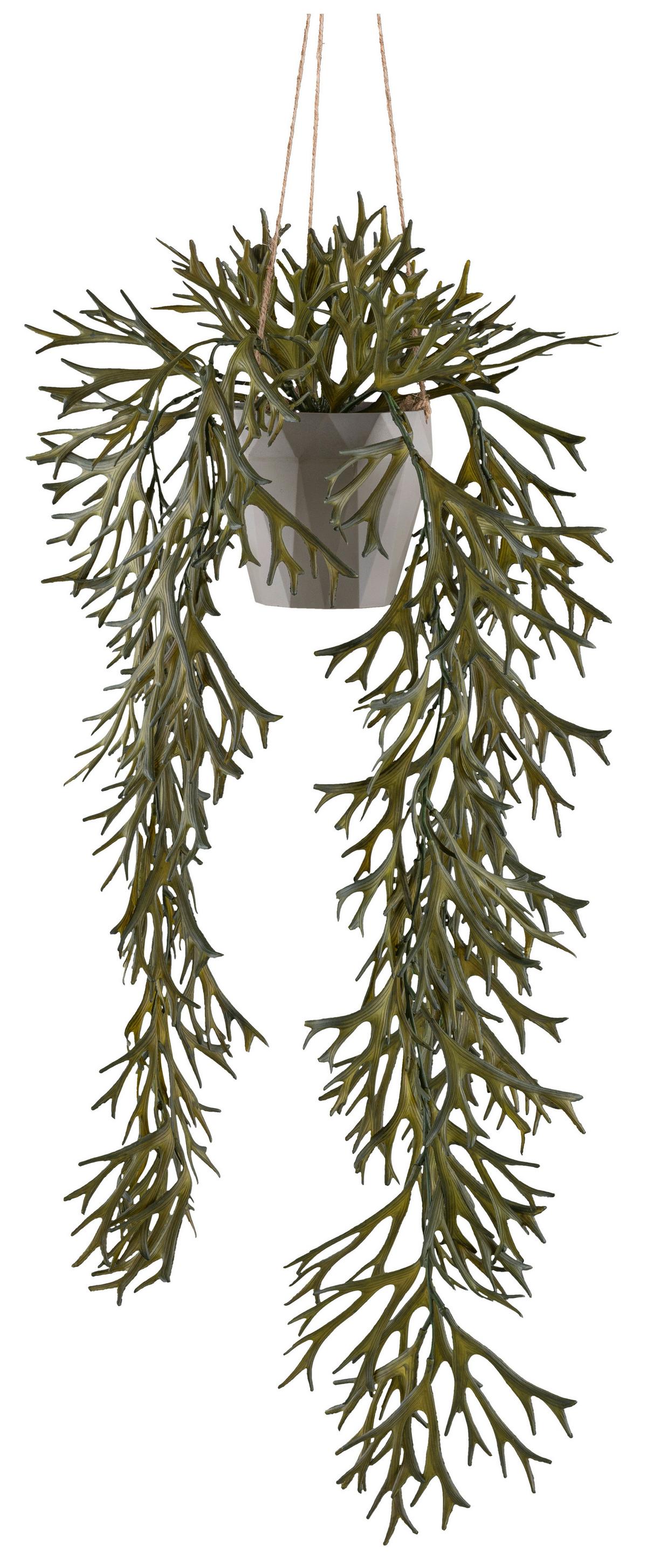 Umělá rostlina PLATYCERIUM, Výška 70cm - šedá/olivově zelená, Konvenční, plast (70cm) - Mömax