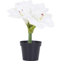 Amaryllis Amaryllis - Braun/Weiß, KONVENTIONELL, Kunststoff (32cm)
