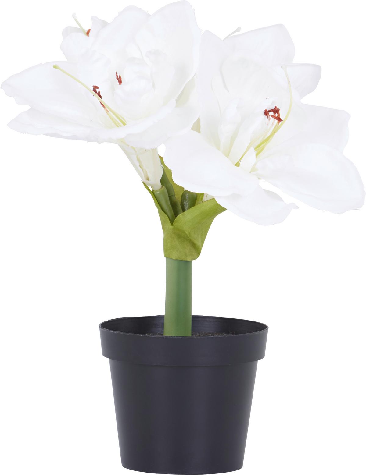 Amaryllis Amaryllis - Braun/Weiß, KONVENTIONELL, Kunststoff (32cm)