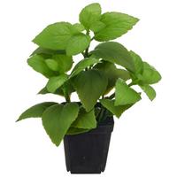 Umelá rastlina BASILIKUM II -PAZ- - čierna/zelená, Basics, kov/plast (25cm) - Mömax