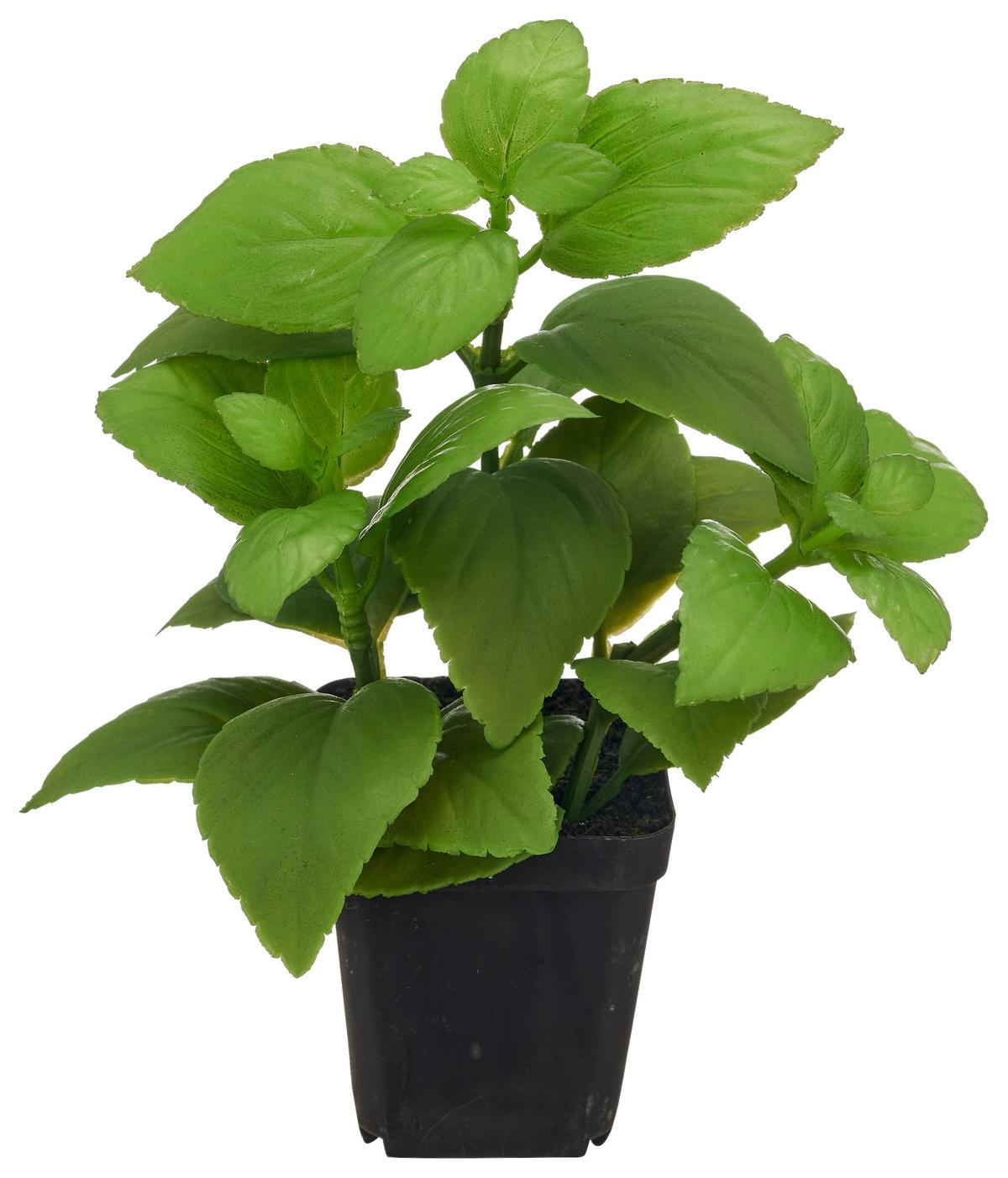 Umelá rastlina BASILIKUM II -PAZ- - čierna/zelená, Basics, kov/plast (25cm) - Mömax