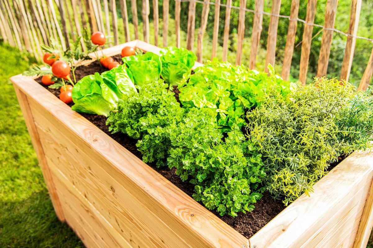 Hochbeet Echtholz Lärche 90x84x170 cm Lärchefarben - Lärchefarben, Basics, Holz (90/84/170cm)