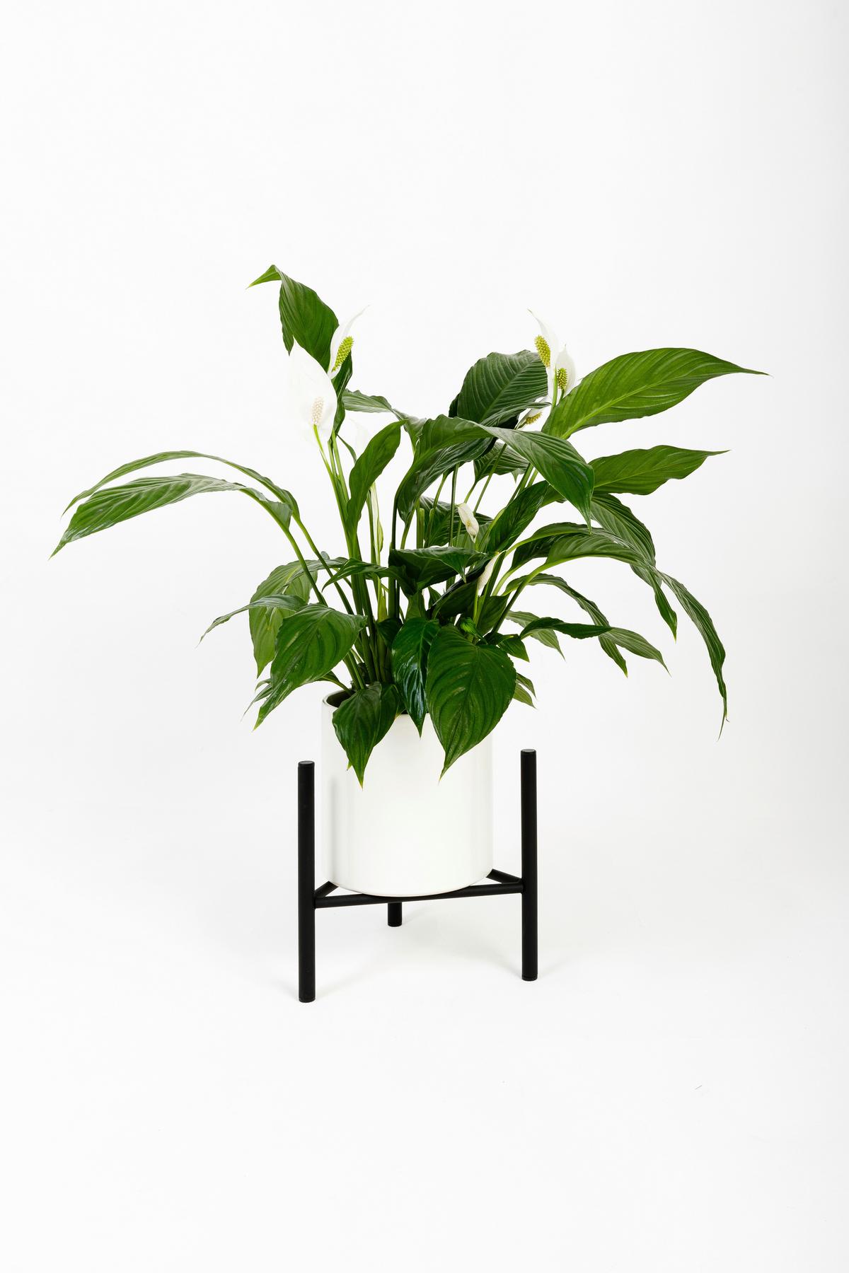 Blumenständer Aluminium Schwarz BxHxT: 35x25x35 cm - Schwarz, Basics, Metall (35/25/35cm)