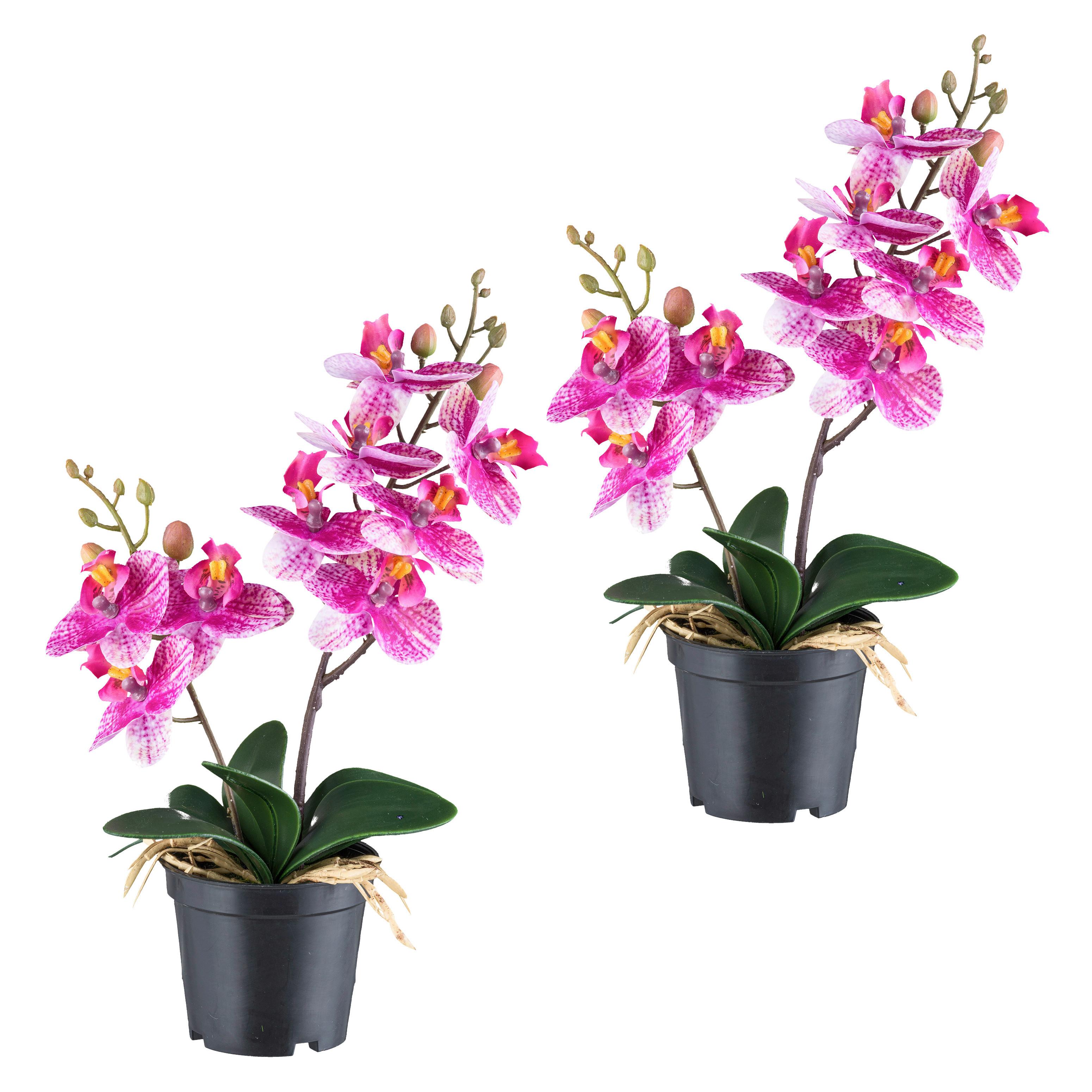 Kunstpflanze Orchideen Grün/Schwarz/Pink, 28 cm - Pink/Schwarz, Design, Kunststoff (28cm) - P & B