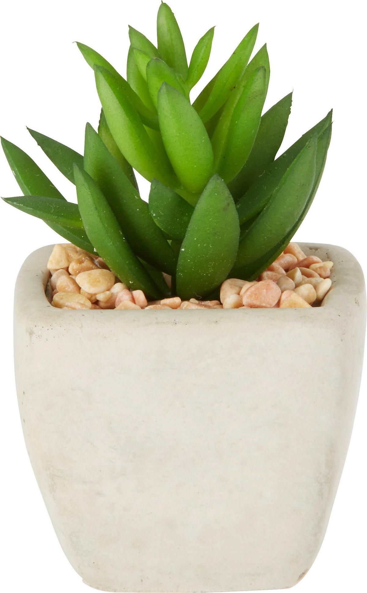 UMELÁ RASTLINA SUKKULENTE - zelená, Lifestyle, plast (7-9cm) - Modern Living