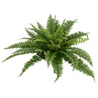 Kunstpflanze Bostonfarn Kunststoff, Grün, D: 70 cm - Grün, Basics, Kunststoff (70cm) - P & B
