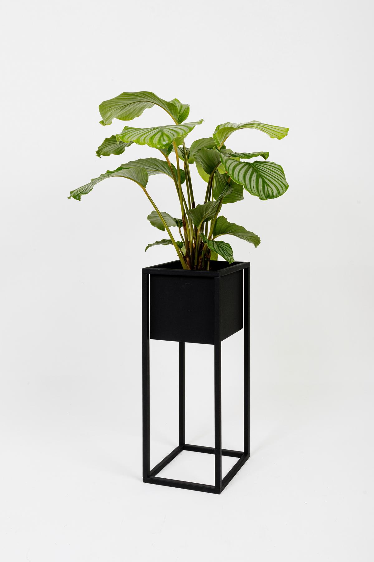 Blumenständer Metall Schwarz Bxhxt: 23x60x23 Cm - Schwarz, Basics, Metall (23/60/23cm)