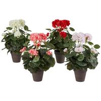 Művirág Gisi - barna/rózsaszín, Modern, műanyag/kerámia (16/36cm) - Luca Bessoni