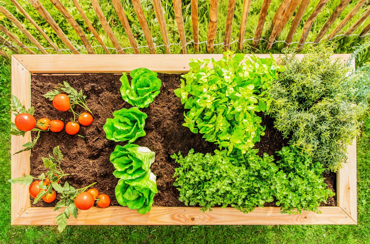 Hochbeet Echtholz Lärche 90x84x170 cm Lärchefarben - Lärchefarben, Basics, Holz (90/84/170cm)