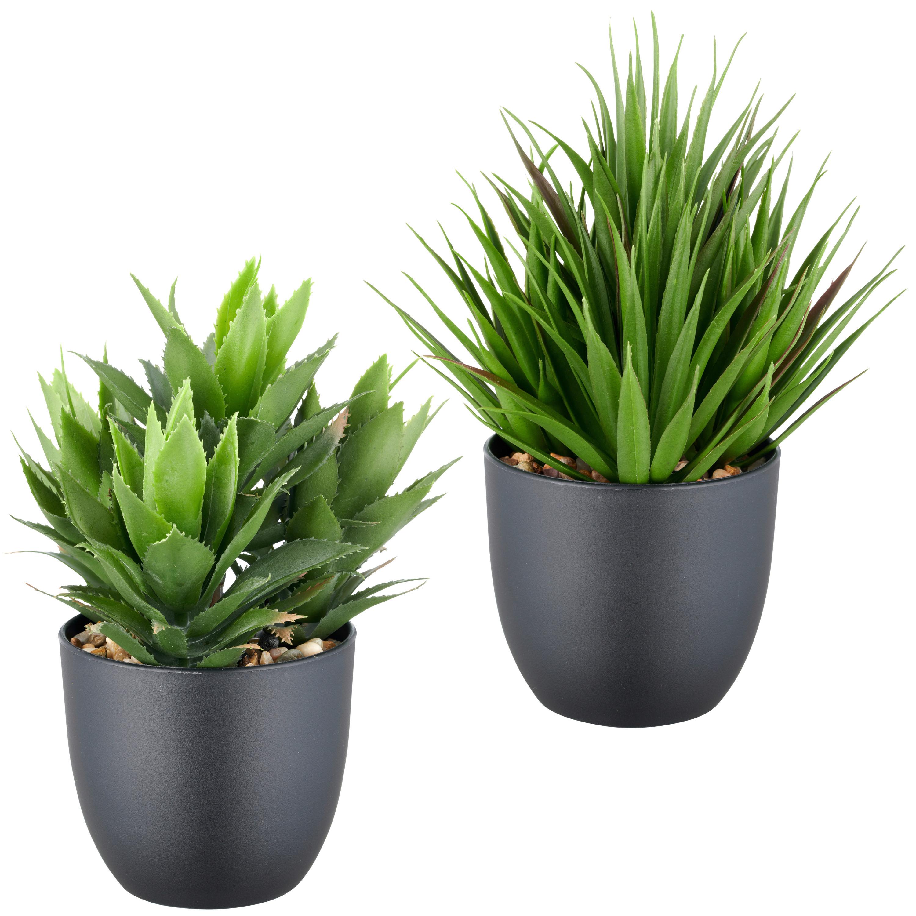 Sukkulente Grün Schwarz B: 9,5 cm - Schwarz/Grün, Basics, Kunststoff (21cm) - P & B