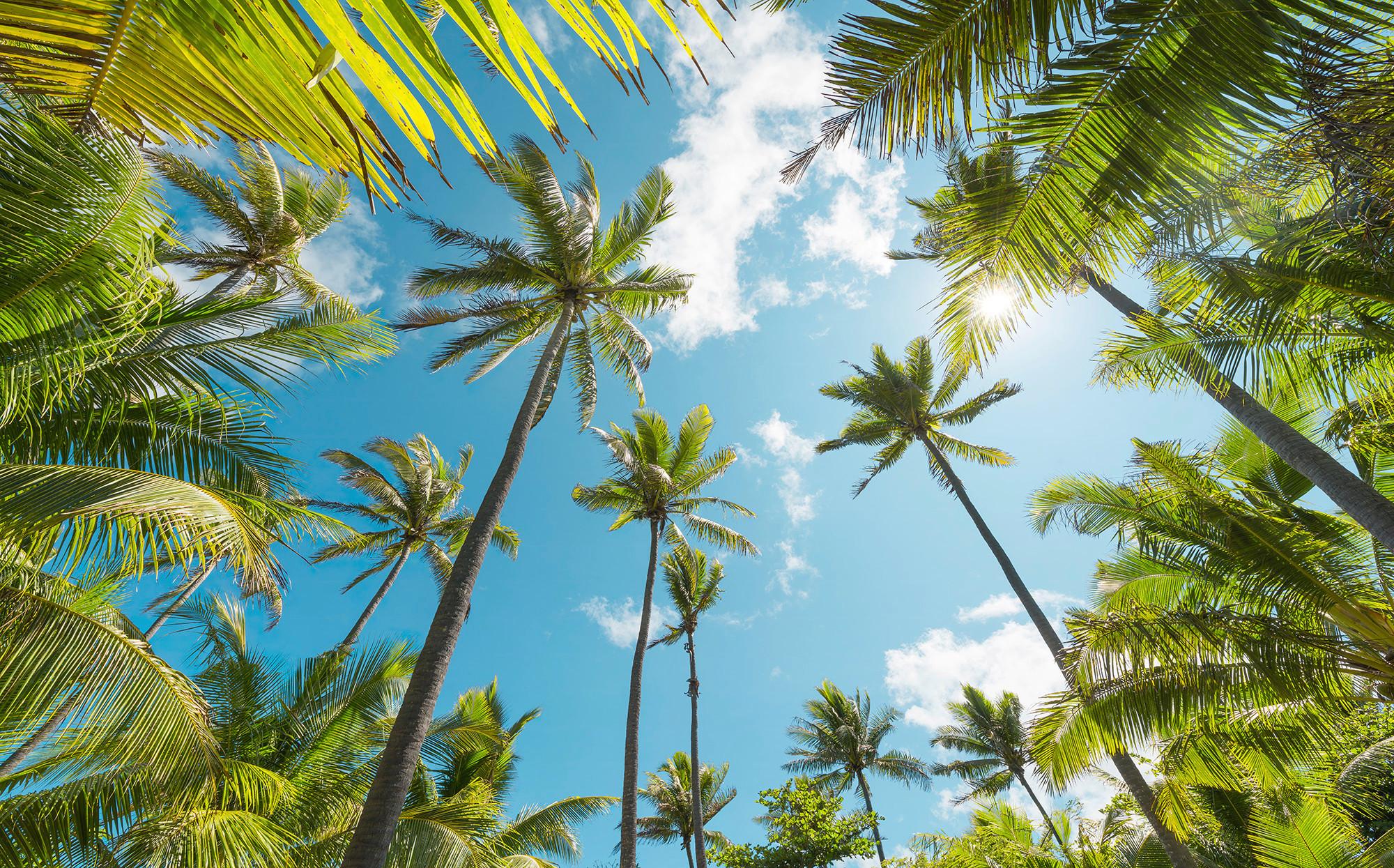 Fototapete Coconut Heaven - Multicolor, Trend, Textil (450/280cm)