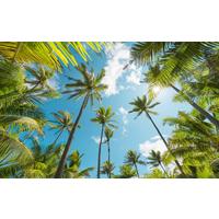 Fototapete Coconut Heaven - Multicolor, Trend, Textil (450/280cm)